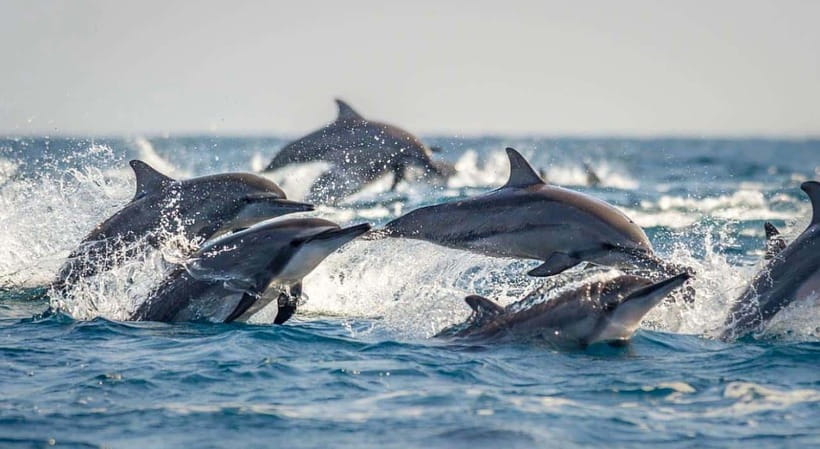 Bohol: Dolphin Watching & Sea Turtle Swim Island Tour - Is $49 good value?