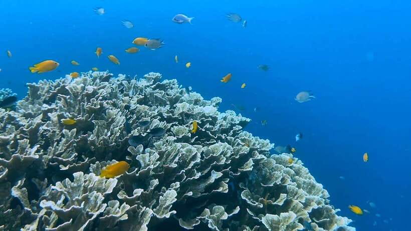 Bohol: Dolphin Watching & Snorkeling at Balicasag Island - The tricky part: entering and leaving the water
