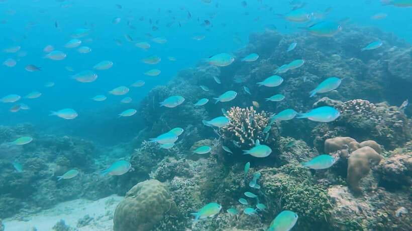 Bohol: Dolphin Watching & Snorkeling at Balicasag Island - Extra reef stops depend on wind and permits