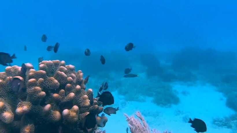 Bohol: Dolphin Watching & Snorkeling at Balicasag Island - Lunch: different experiences for shared and private tours