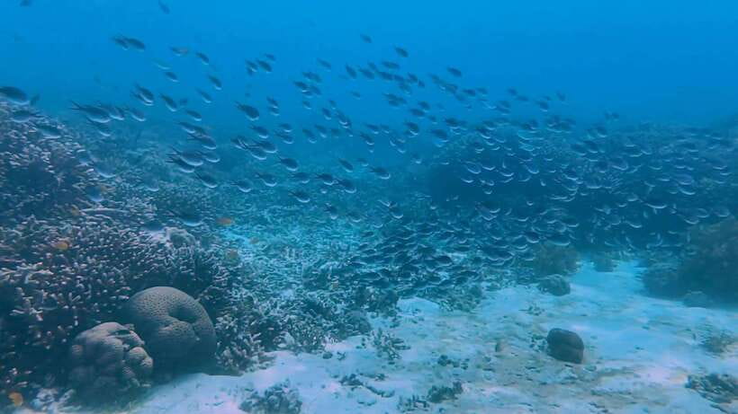 Bohol: Dolphin Watching & Snorkeling at Balicasag Island - Who will enjoy this tour most?