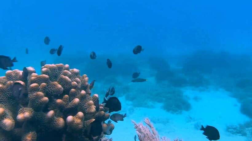 Bohol: Dolphin Watching & Snorkeling at Balicasag Island - The early meeting in Panglao