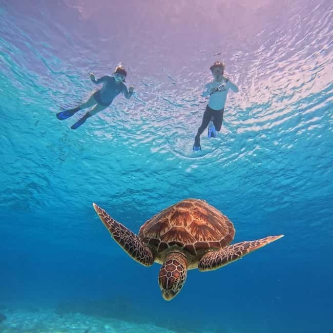 BOHOL: Dolphin Watching, Turtle Swim and Party Boat - Why This Five-Hour Bohol Boat Trip Works