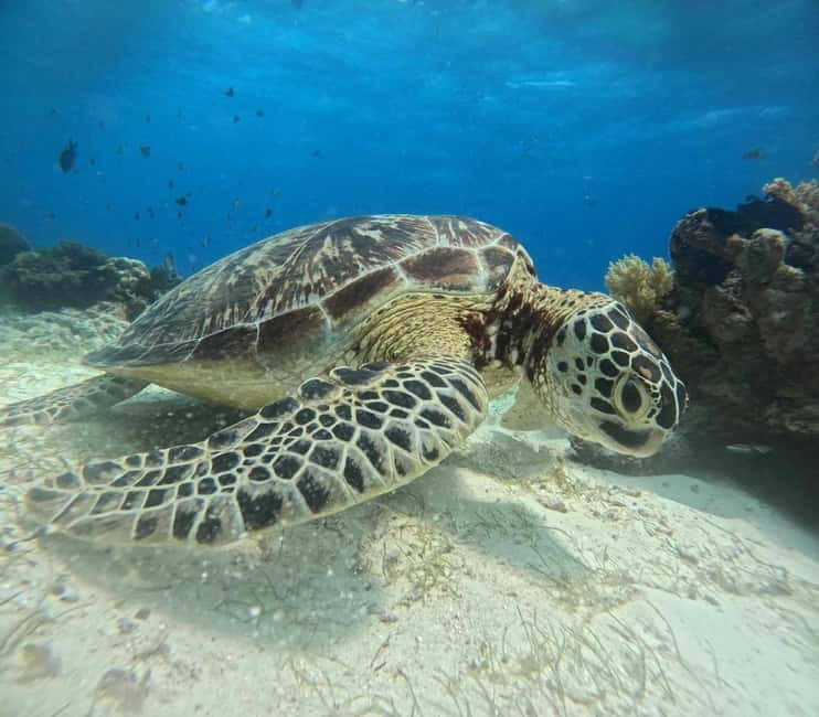 BOHOL: Dolphin Watching, Turtle Swim and Party Boat - Booking Flexibility and What to Pack