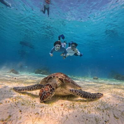 BOHOL: Dolphin Watching, Turtle Swim and Party Boat