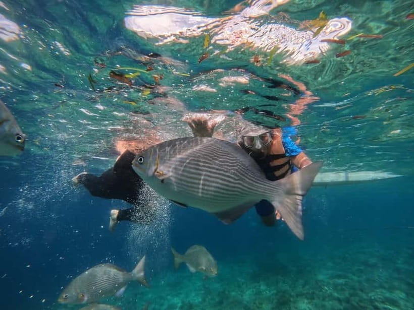 BOHOL: Dolphin Watching, Turtle Swim and Party Boat - Music, Drinks, and the Party-Boat Mood