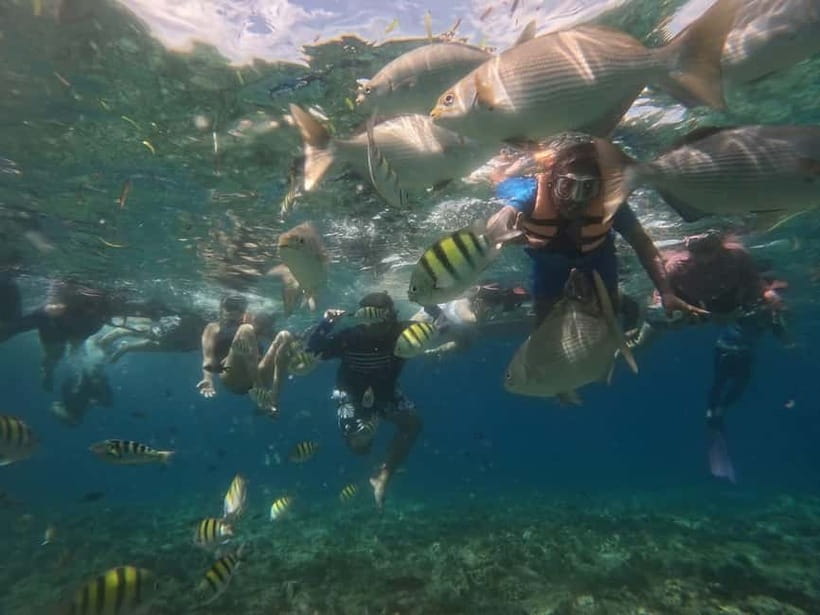 BOHOL: Dolphin Watching, Turtle Swim and Party Boat - Who Gets the Best Value for $69?