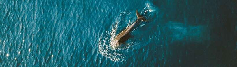 Bohol: Pamilacan Island Dolphin/Turtle Watching Tour & Lunch - Why this Bohol island trip feels different