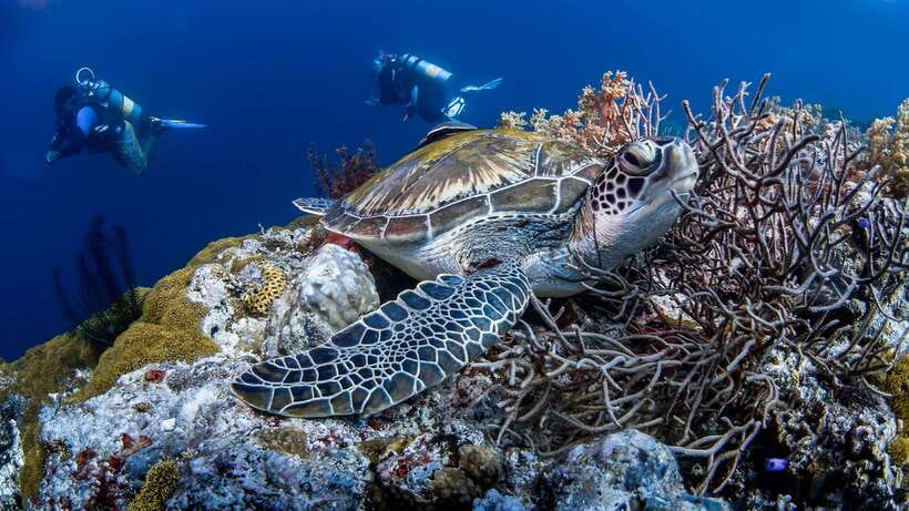 Bohol: Pamilacan Island Dolphin/Turtle Watching Tour & Lunch - A local lunch at Pamilacan