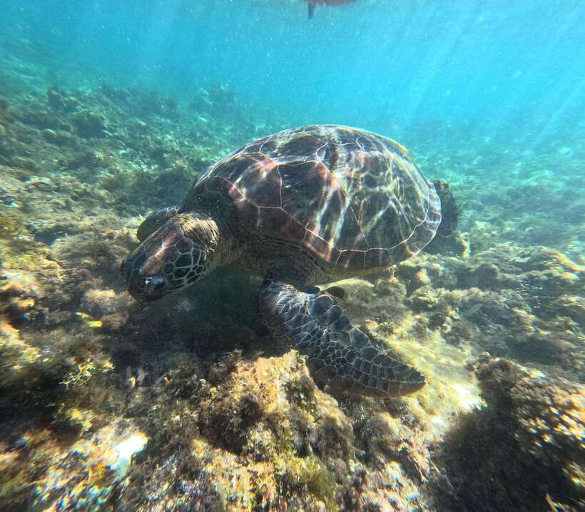 Bohol PREMIUM PAMILACAN Island Tour - The early search for dolphins