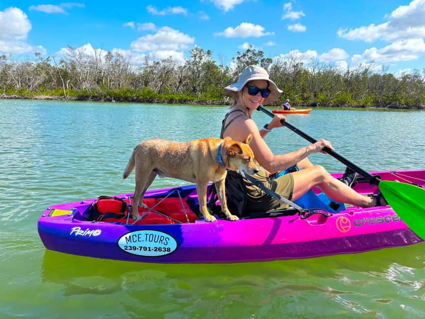 Bonita Springs Clear Kayak Tour with Dolphins & Manatees - Mangrove tunnels and Southwest Florida waterways