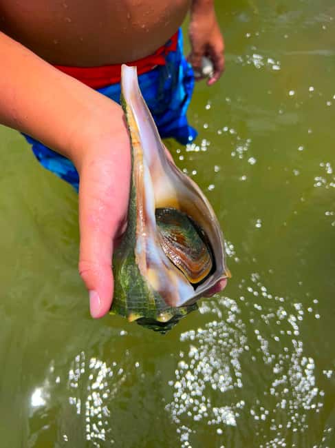 Bonita Springs Clear Kayak Tour with Dolphins & Manatees - Comfort, safety, and who should book