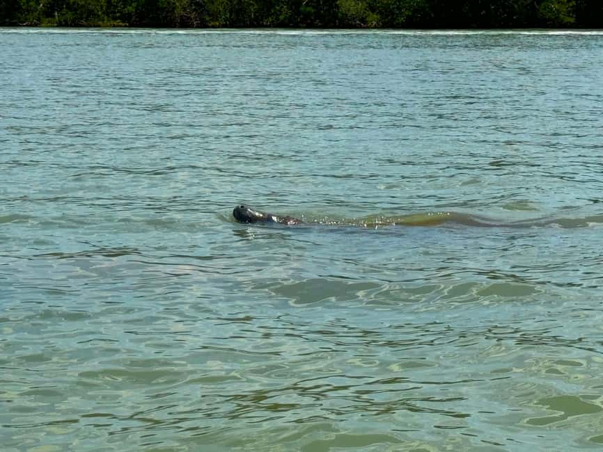 Bonita Springs Clear Kayak Tour with Dolphins & Manatees - Searching for dolphins, manatees, and coastal birds