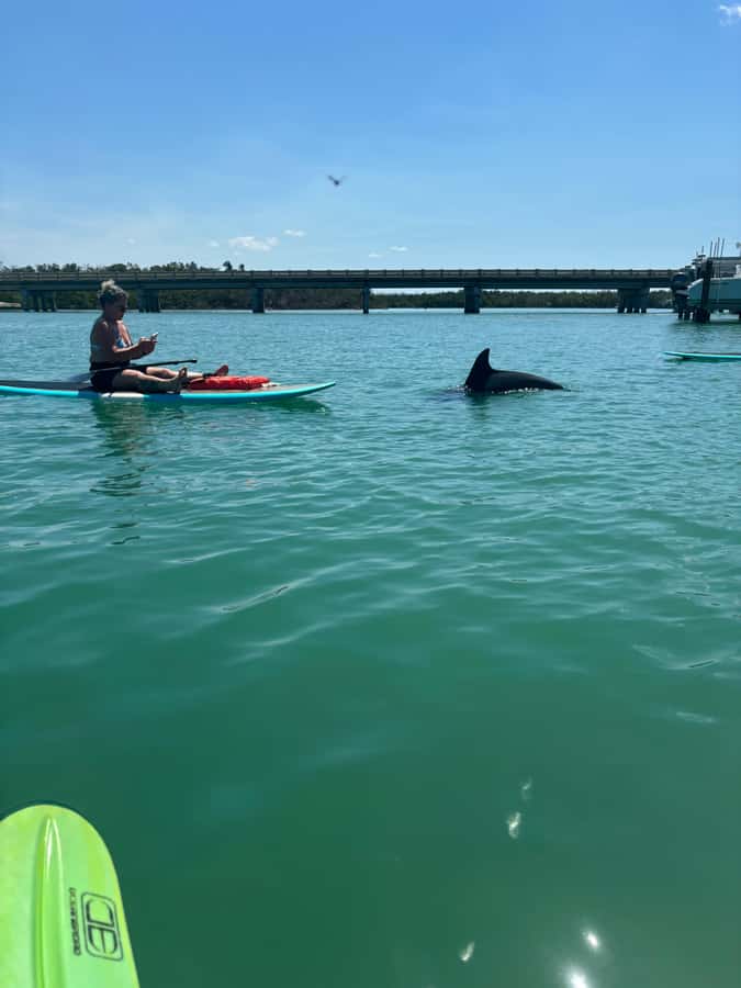 Bonita Springs Dolphin, Manatee & Sea Turtle Adventure Tour! - Five things to know before you paddle