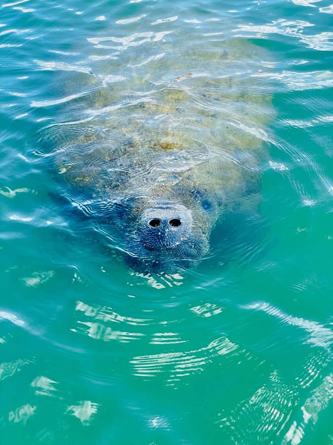Bonita Springs Dolphin, Manatee & Sea Turtle Adventure Tour! - What the Bonita Springs route is really like