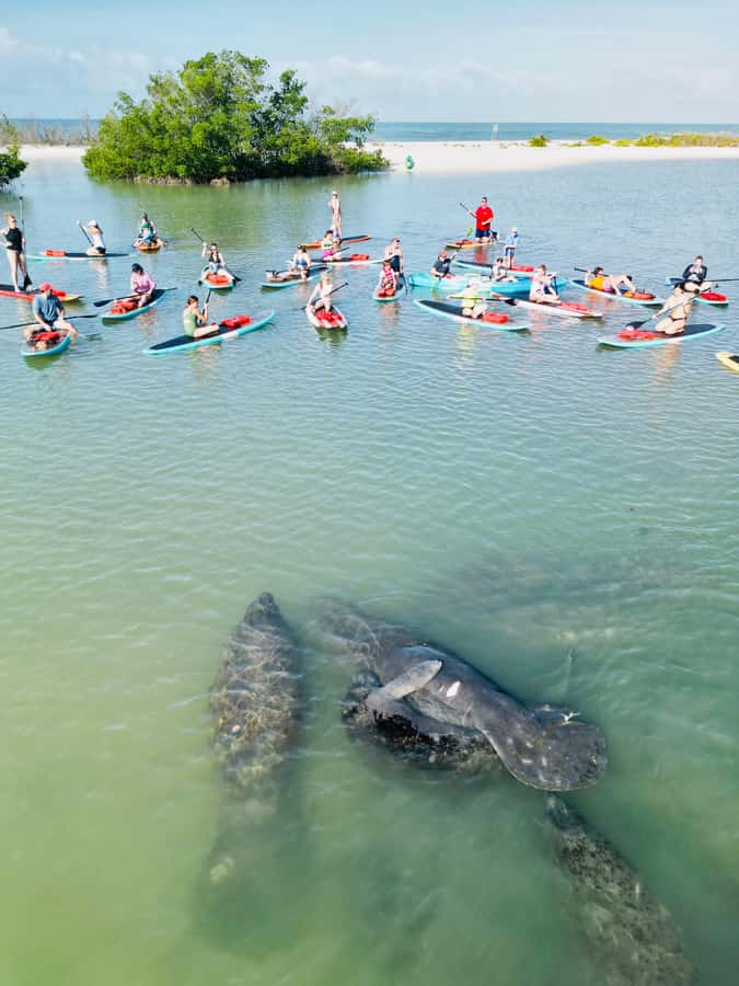 Bonita Springs Dolphin, Manatee & Sea Turtle Adventure Tour! - The wildlife: exciting when it happens, uncertain by nature