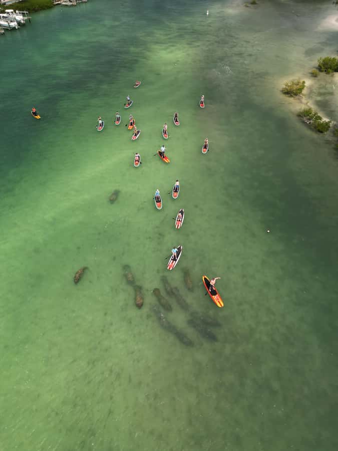 Bonita Springs Dolphin, Manatee & Sea Turtle Adventure Tour! - What to bring, and what to leave behind