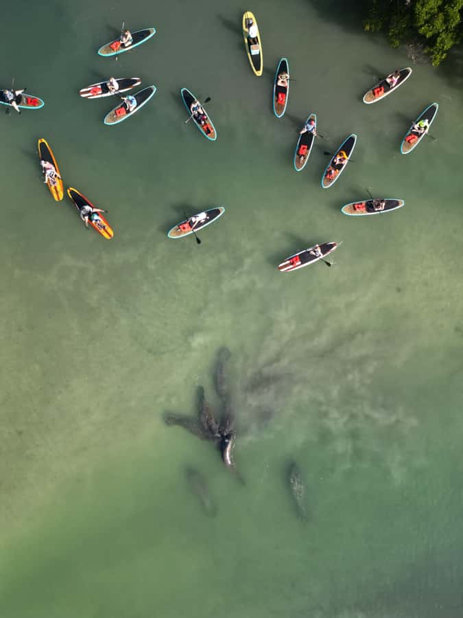 Bonita Springs Dolphin, Manatee & Sea Turtle Adventure Tour! - Is two hours enough for Bonita Springs?