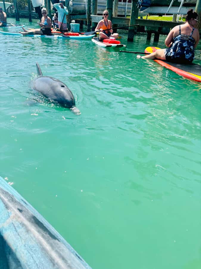 Bonita Springs Dolphin, Manatee & Sea Turtle Adventure Tour! - Kayak or paddleboard: choose with care