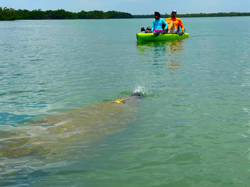 Bonita Springs: Kayak Tour with Manatees, Dolphins Sightings - Key points to know before booking