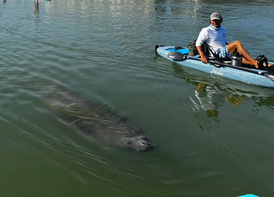 Bonita Springs: Kayak Tour with Manatees, Dolphins Sightings - Why Hobie pedal kayaks change the outing