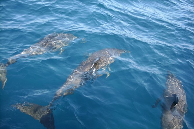 Brevard County Tours, dolphin and manatee tours in Palm Bay, FL - Key points at a glance