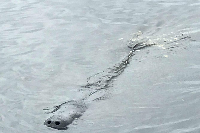 Brevard County Tours, dolphin and manatee tours in Palm Bay, FL - Turkey Creek brings the first change of pace