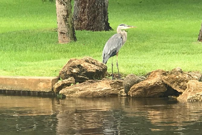 Brevard County Tours, dolphin and manatee tours in Palm Bay, FL - Searching for dolphins, manatees, and alligators