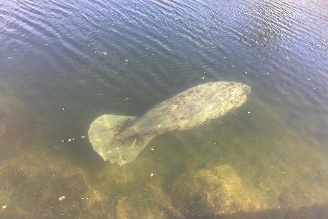 Brevard County Tours, dolphin and manatee tours in Palm Bay, FL - The Indian River Lagoon opens the view