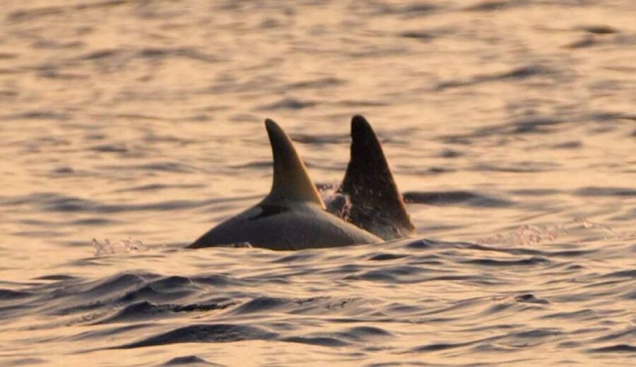Brijuni Islands: Sunset & Dolphins private boat tour - Key points to know before you book