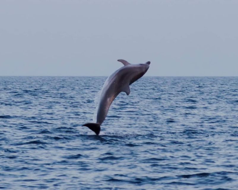 Brijuni Islands: Sunset & Dolphins private boat tour - What families, couples, and pet owners should consider
