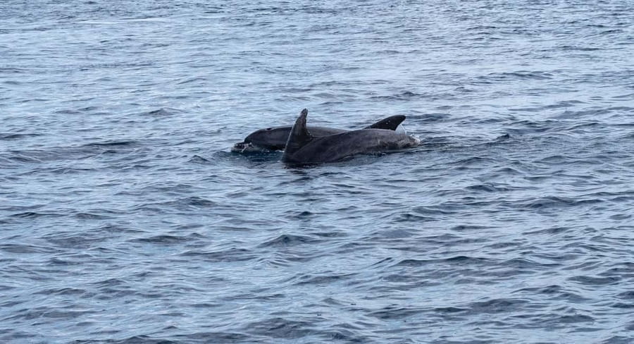 Brijuni Islands: Sunset & Dolphins private boat tour - Seeing the Brijuni panorama from the water