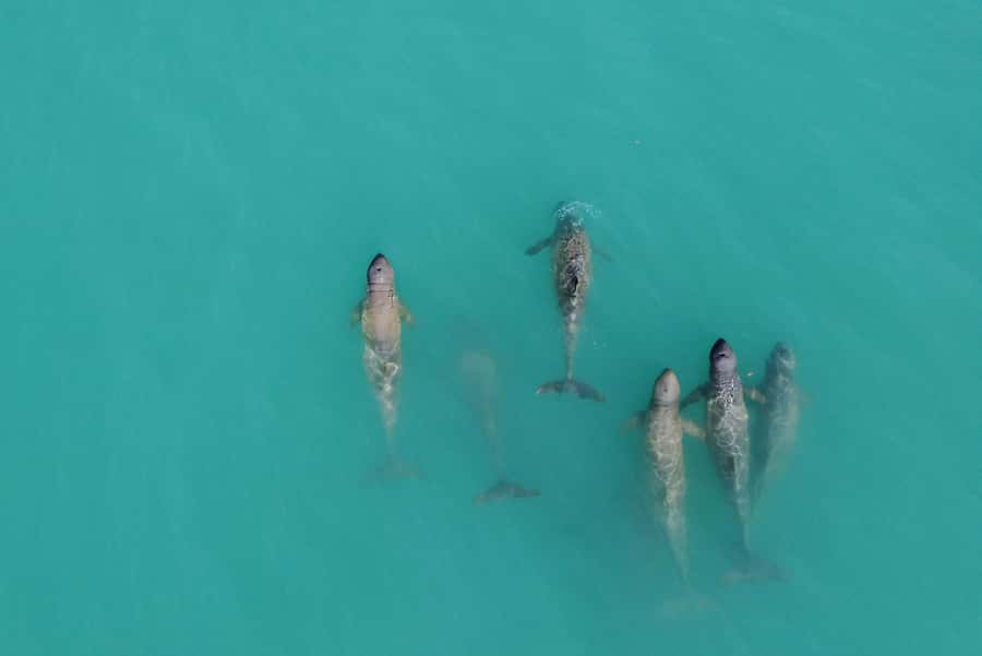 Broome: Snubfin Dolphin Cruises - Key points to know before you go