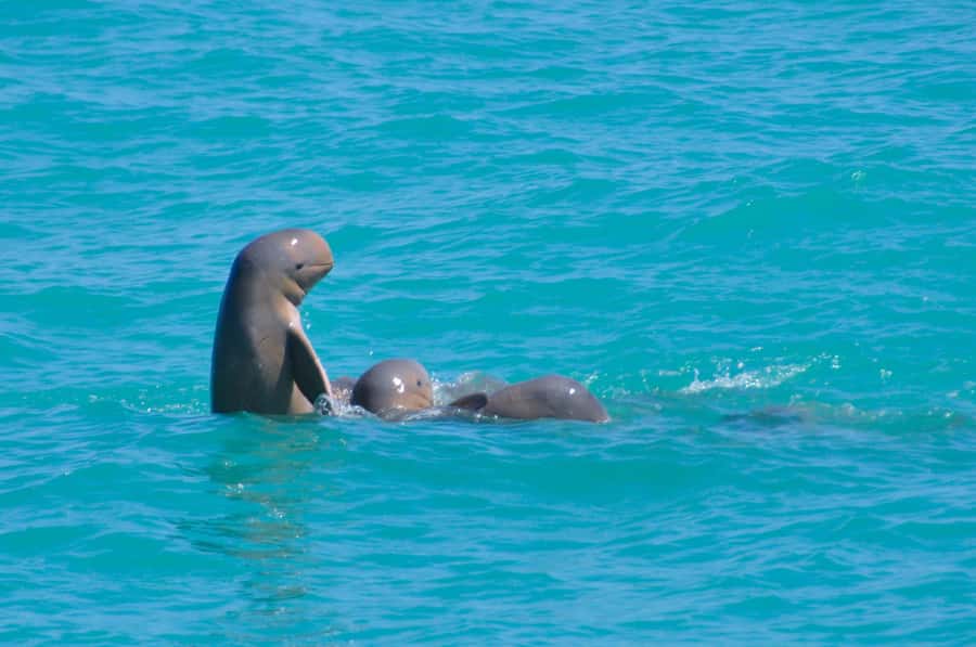 Broome: Snubfin Dolphin Cruises - Why Roebuck Bay makes this cruise special