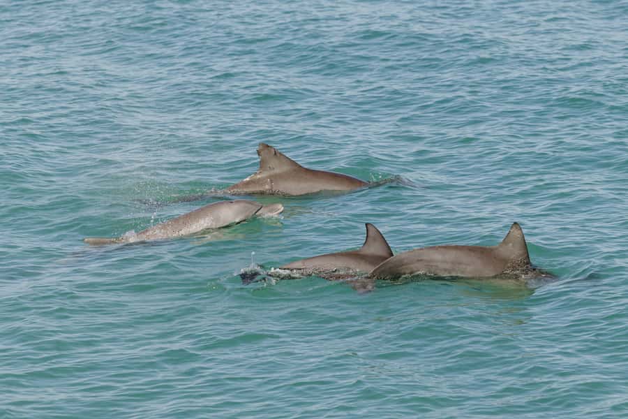 Broome: Snubfin Dolphin Cruises - What you might see across the bay