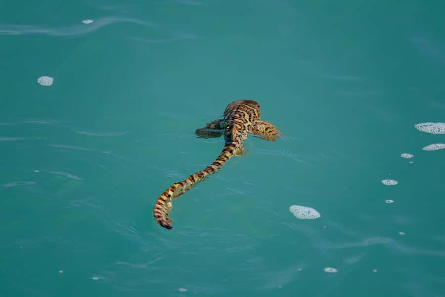 Broome: Snubfin Dolphin Cruises - Who will enjoy this cruise most?
