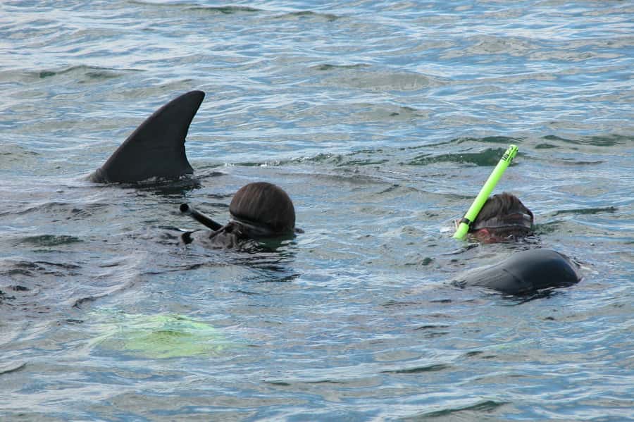 Bunbury: Swim with Dolphins Tour - Setting Out From the Dolphin Discovery Centre