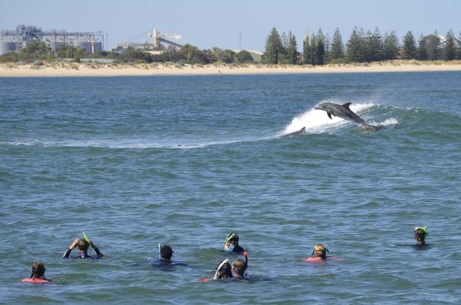 Bunbury: Swim with Dolphins Tour - When You Enter the Water