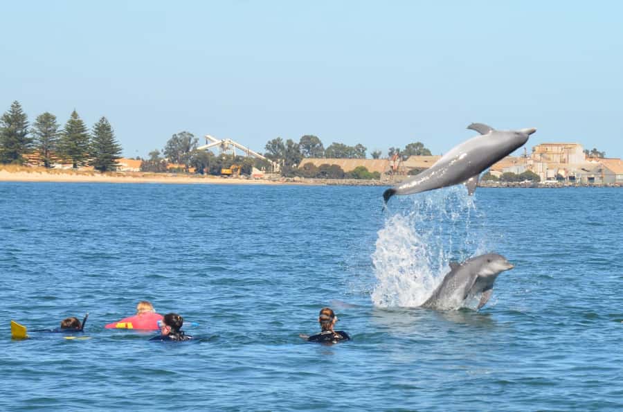 Bunbury: Swim with Dolphins Tour - A Wildlife Trip With a Conservation Purpose