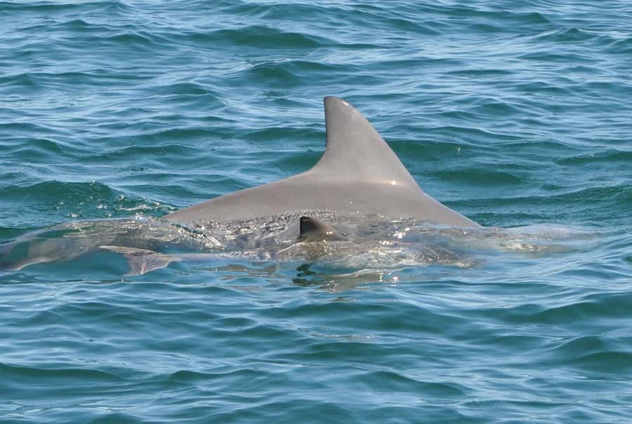 Bunbury: Swim with Dolphins Tour - How the Four Hours Usually Unfold
