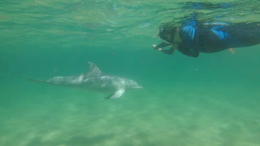 Bunbury: Swim with Dolphins Tour - Who Should Book This Experience?