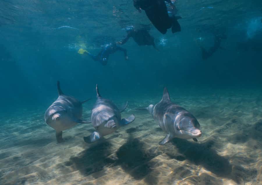 Bunbury: Swim with Dolphins Tour - Meeting Wild Bottlenose Dolphins in Koombana Bay