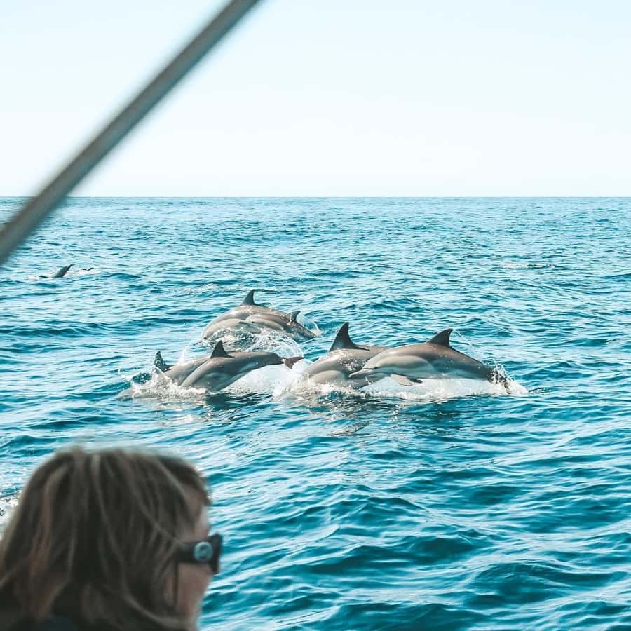 Byron Bay: Cruise with Dolphins Tour - The key details at a glance