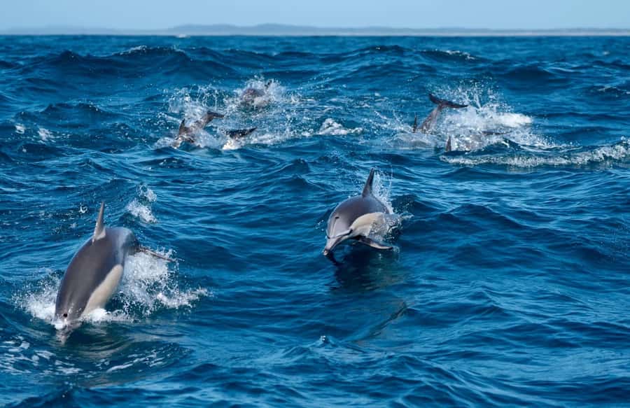 Byron Bay: Cruise with Dolphins Tour - Starting at Ballina’s Richmond River
