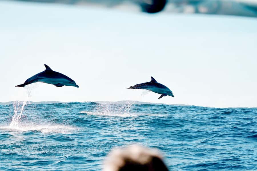 Byron Bay: Cruise with Dolphins Tour - Watching wild bottlenose dolphins