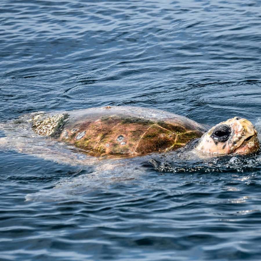 Byron Bay: Cruise with Dolphins Tour - What the marine biologist adds