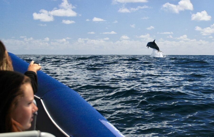 Byron Bay: Cruise with Dolphins Tour - The boat, comfort, and practical limits