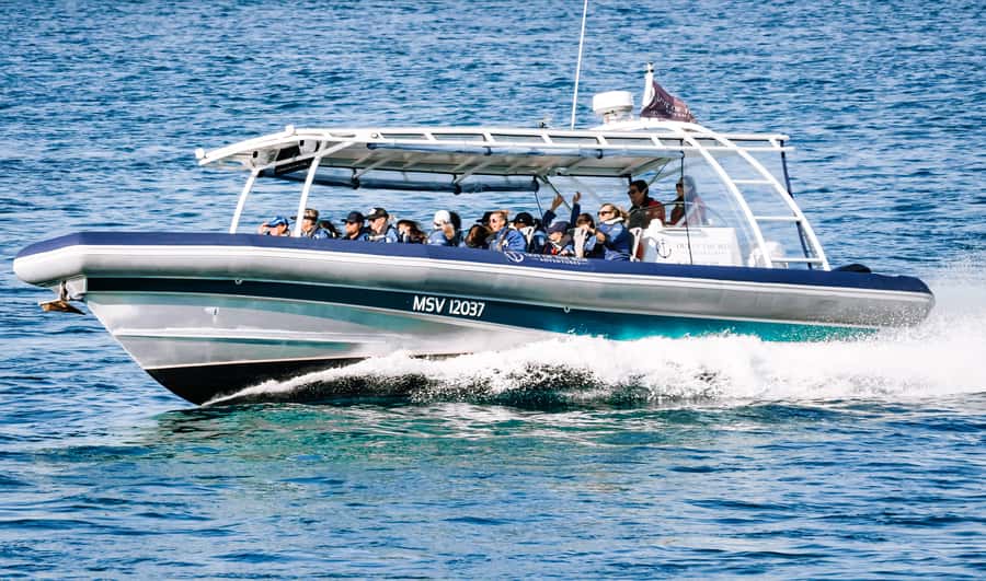 Byron Bay: Cruise with Dolphins Tour - Weather, cancellations, and the ocean factor