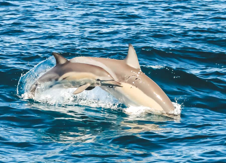 Byron Bay: Cruise with Dolphins Tour - Is $67 good value for 90 minutes?