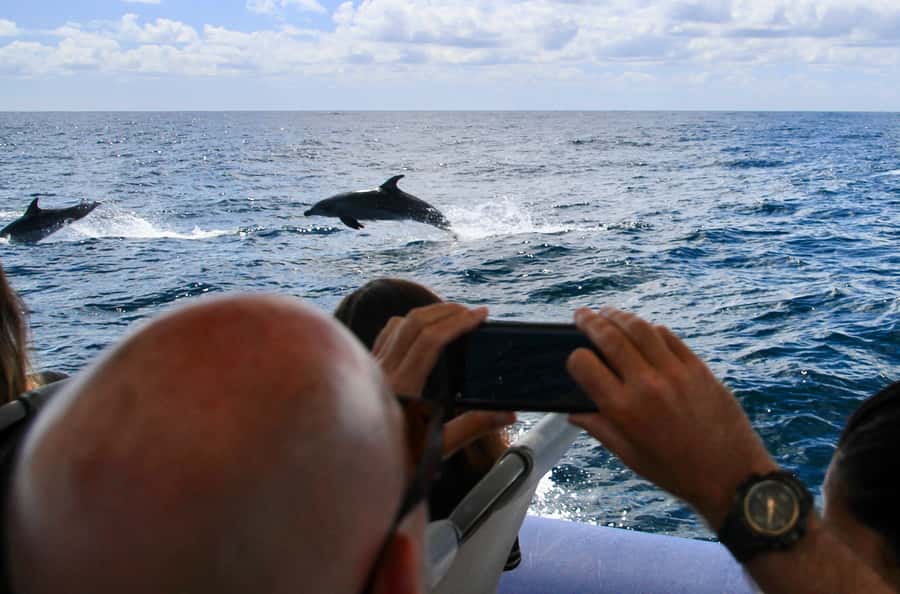 Byron Bay: Cruise with Dolphins Tour - Along the coast from Ballina to Byron Bay